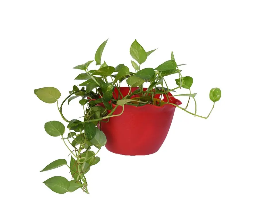  Домашняя Жилая дешевая оптовая продажа форма для цветочного горшка настенный подвесной Плантатор