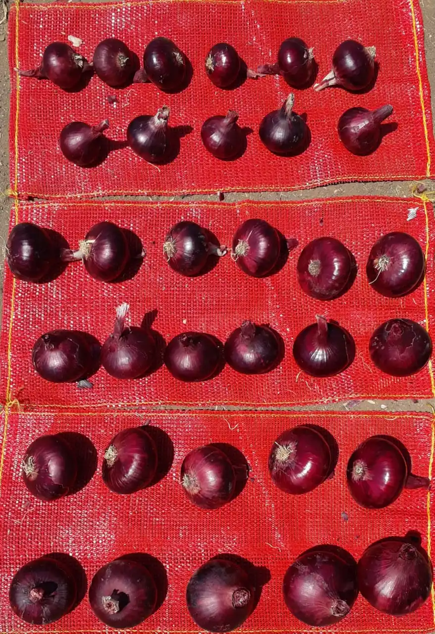 Fresh yellow Onion/Onions Exporter in Egypt -Hot Sale with High Quality and Low Price