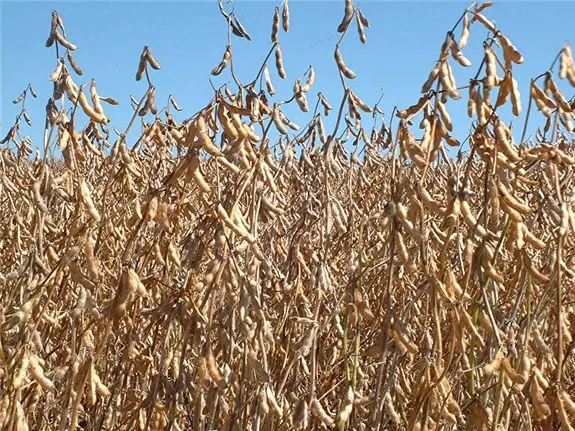 Органические соевые бобы без ГМО желтая соя из Вьетнама Высокое качество для