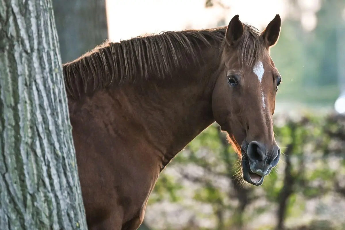 
PILOCARPINE 10 ML - BOX WITH 5 