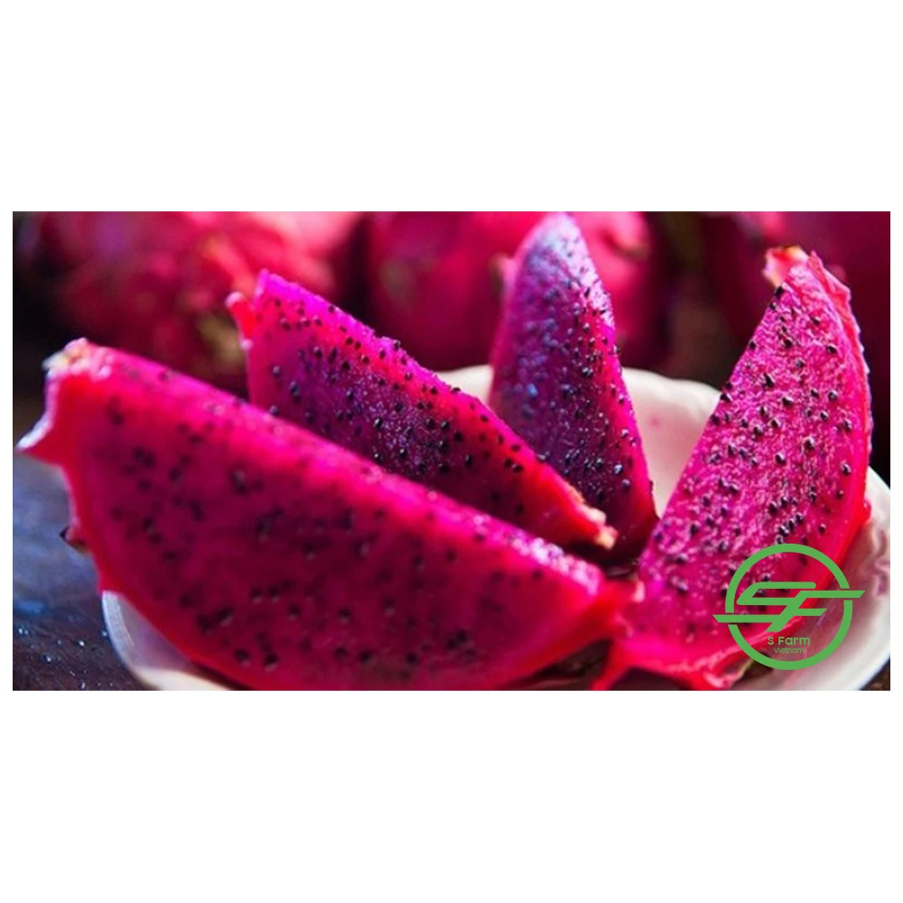 Fresh fruit from Vietnam High quality Red flesh Dragon fruit 100% Organic fruit