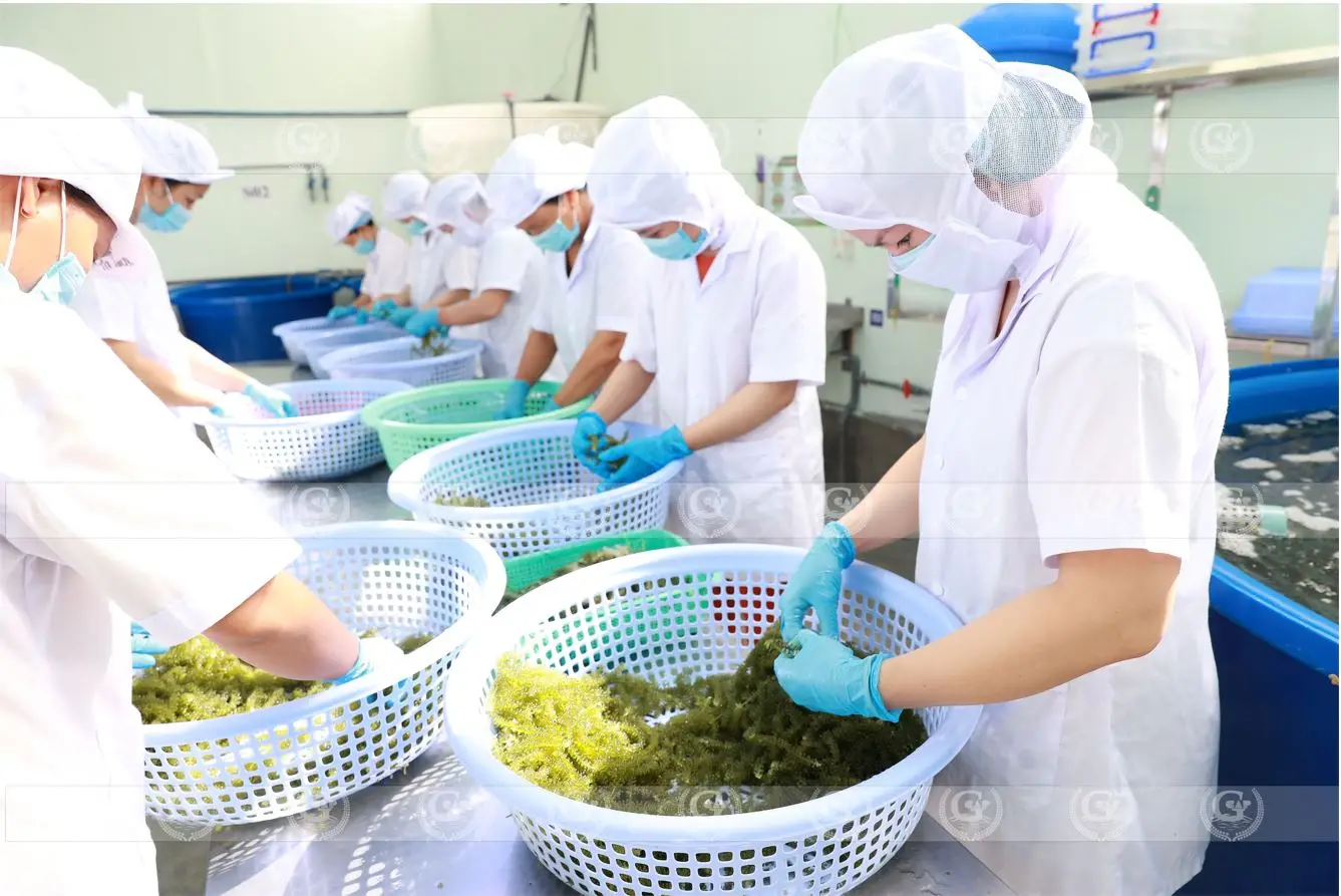 Сушеный соленый морской виноград с застежкой-молнией 100 г из Вьетнама морские водоросли umibudo lato зеленая Икра