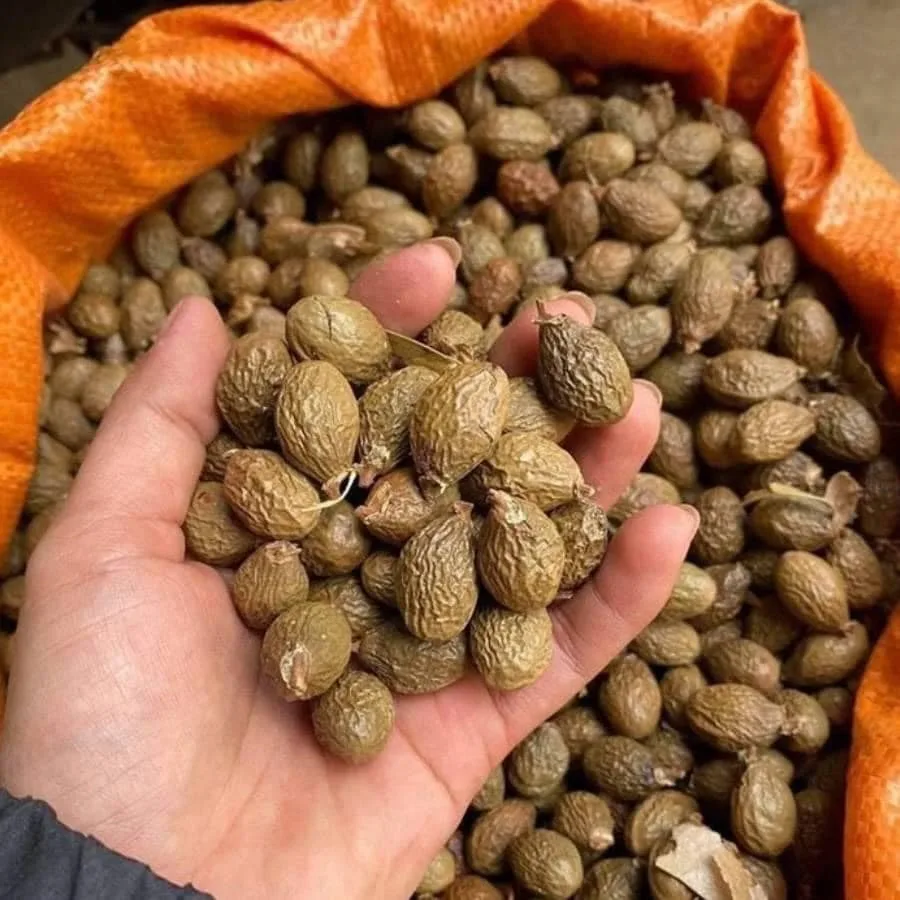 
High Delicious Organic Malva Nuts/Pang Da Hai tree Wholesale - Ms.Jessica +84 941 842 405 