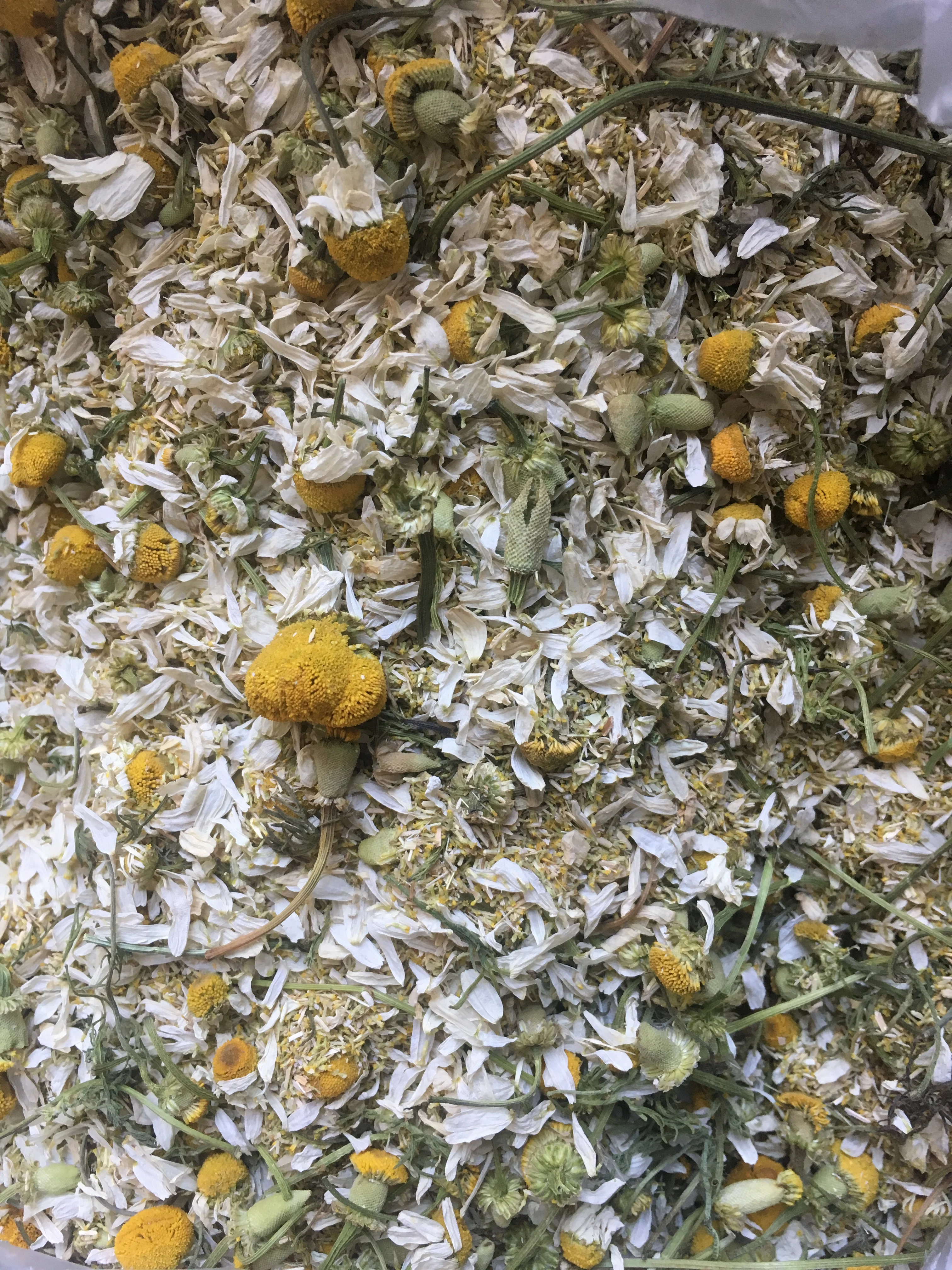 chamomile for industrial purpose like chamomile oil Matricaria cheap price flowers have long stem chamomile powder and petals