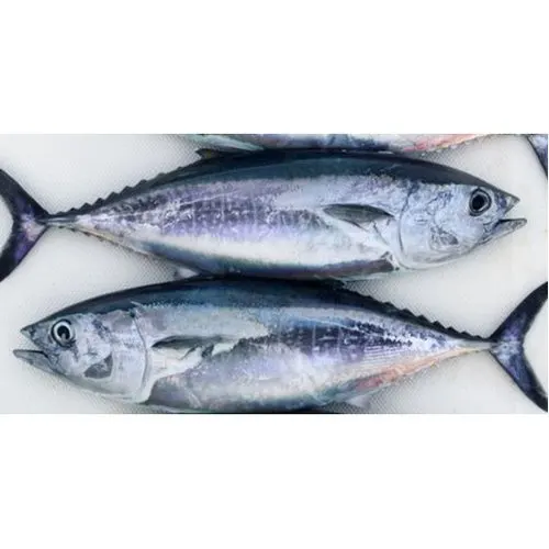 High quality palatable delicious Japanese fillet tuna wholesale