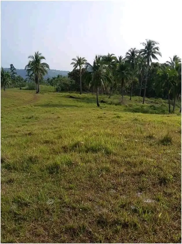 Сельскохозяйственная мини-ферма, инвестиции в миндоро, Филиппины