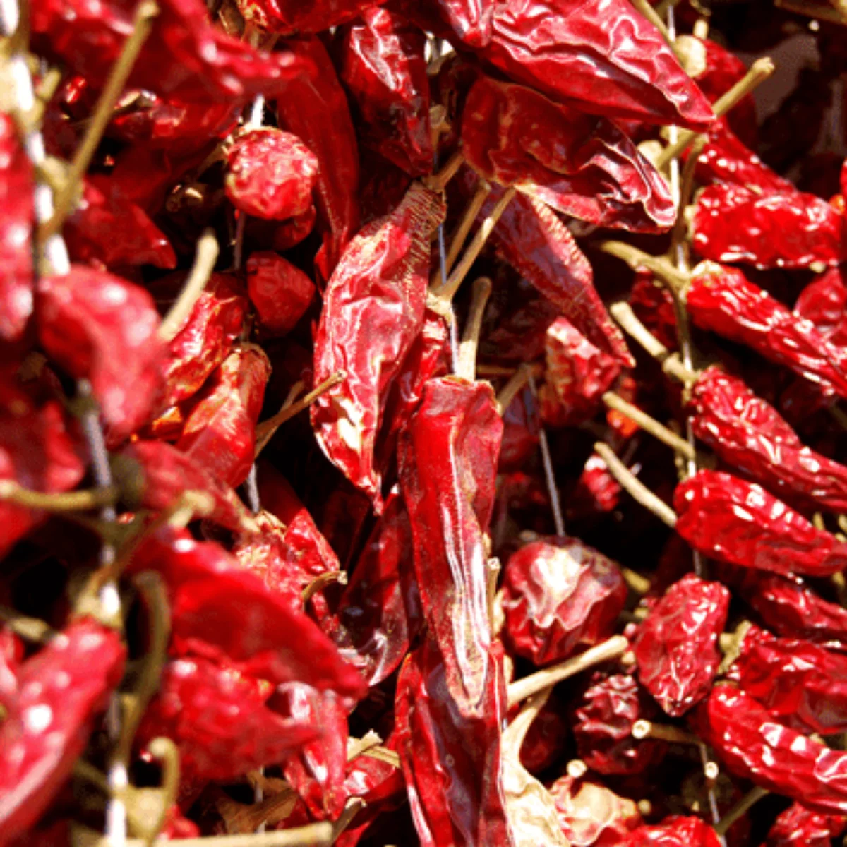 100% органический сухой перец чили из Вьетнама сельскохозяйственный сушеный красный лучшее качество и цена