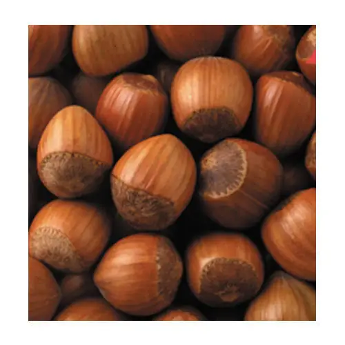 
Natural Taste Quality Blanched Hazelnuts/ Organic Hazel Nuts 