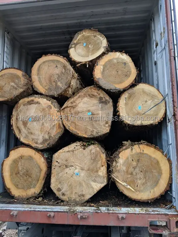 poplar logs for sale .jpeg