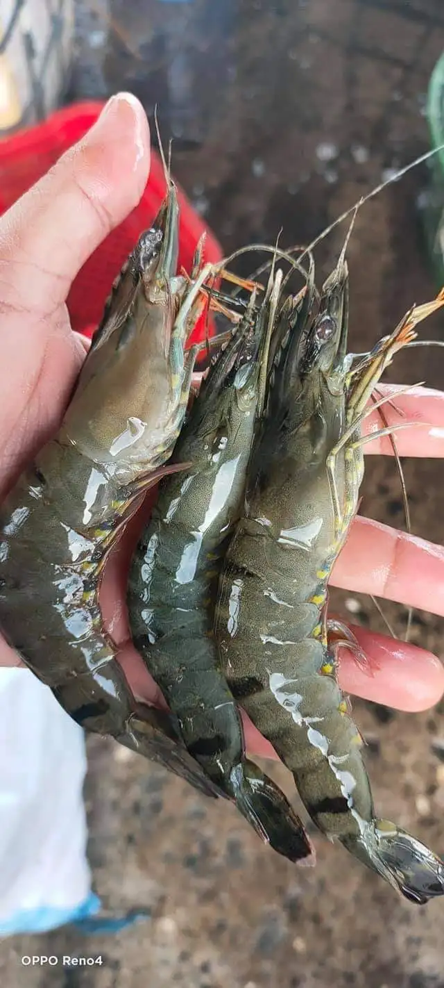 Vannamei Shrimp /Frozen Shrimp / Fresh Frozen Shrimps