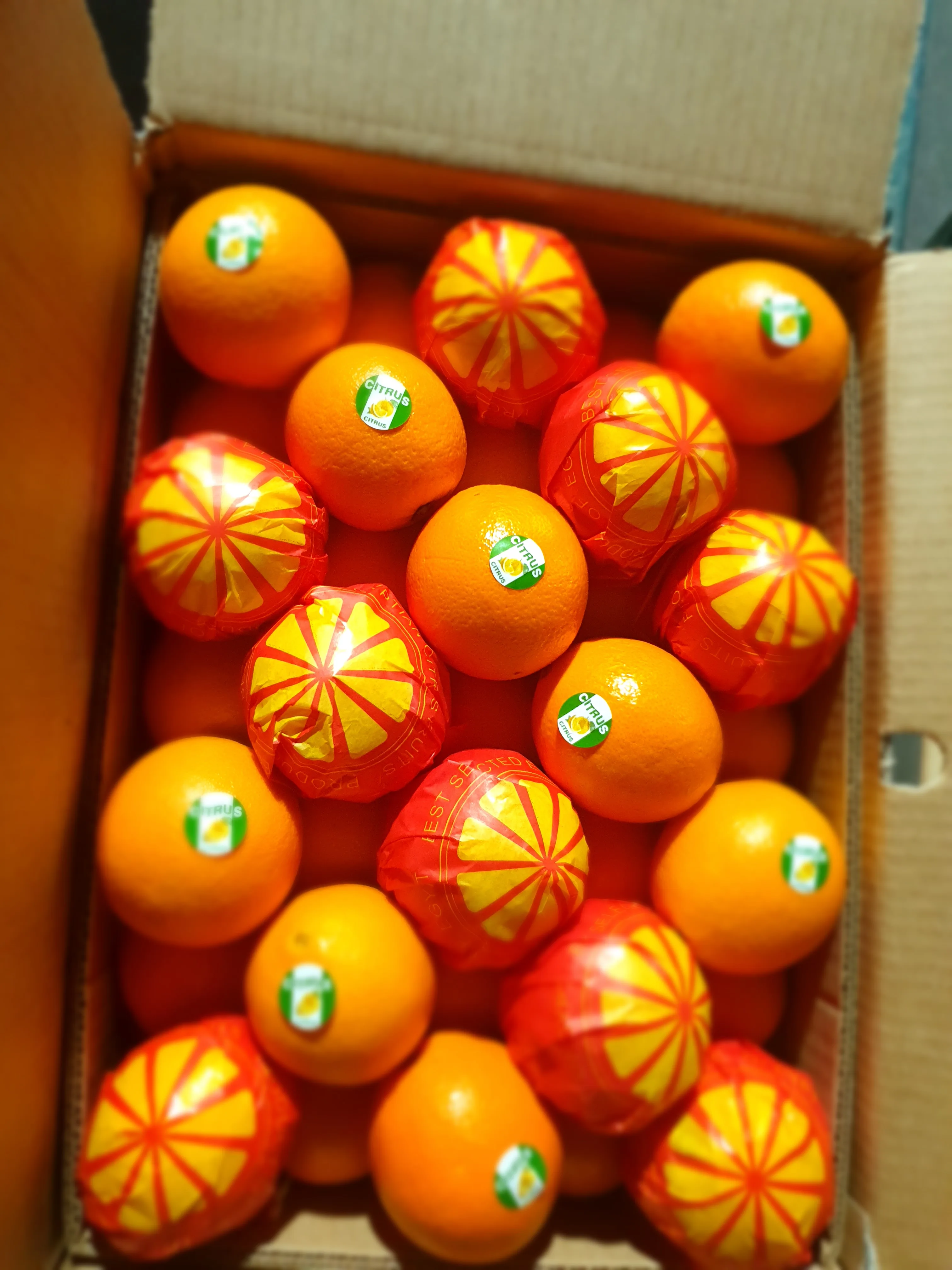 
Wholesale High Quality Fresh Egyptian Valencia Orange 