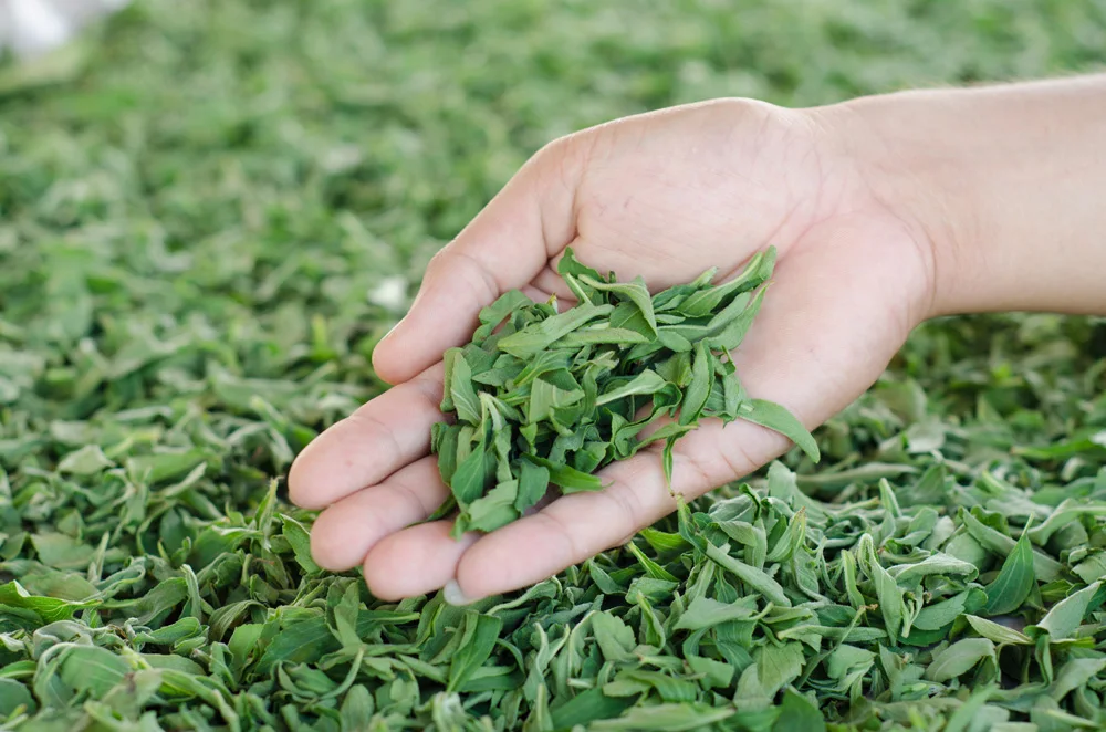 DRIED STEVIA REBAUDIANA - HERB FROM VIETNAM/ LOUIS T +84943481858