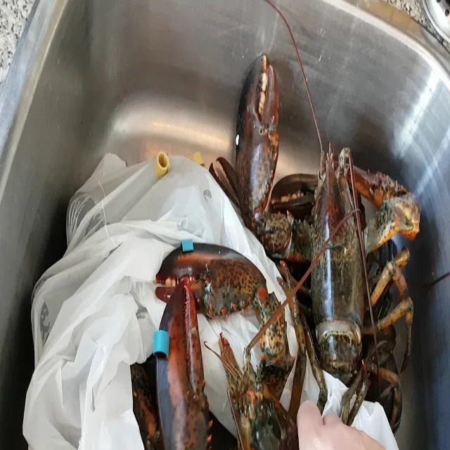 
Red claw live frozen lobster(crayfish) for sale 