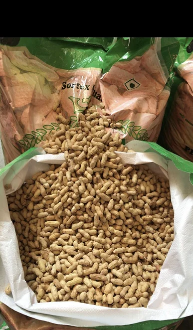 
raw groundnut inshell sortex quality / peanuts inshell india origin groundnut inshell 