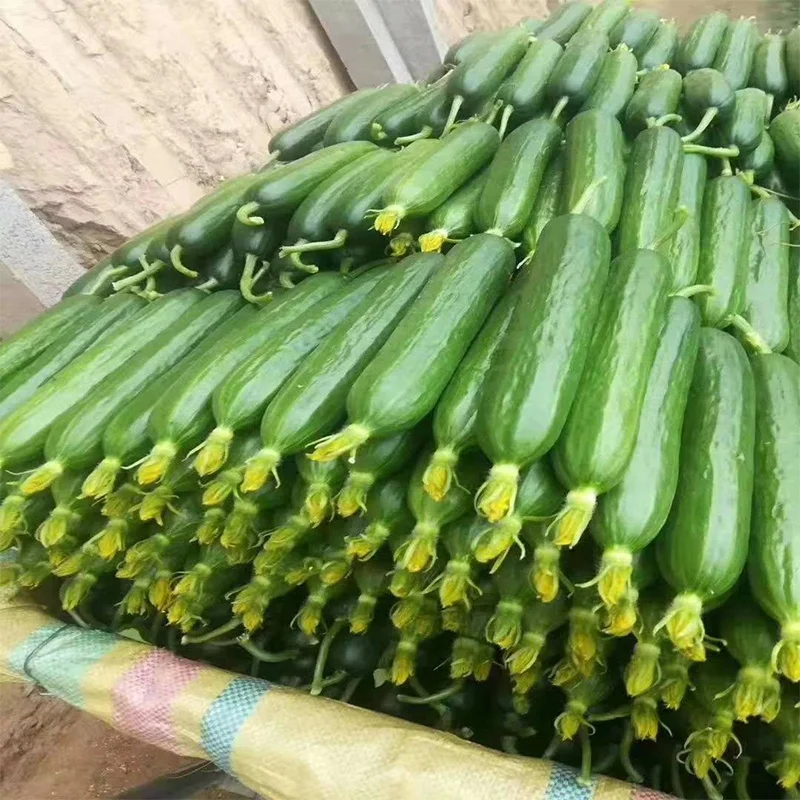 
Quality High Yield Hybrid F1 Mini Green Cucumber Seeds from China 