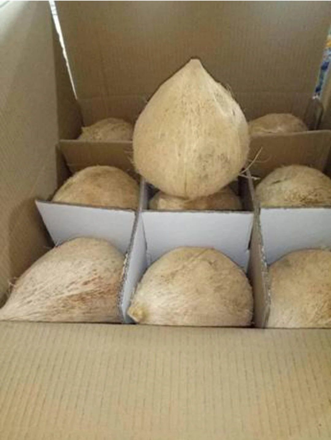 Натуральный коричневый полуочищенный кокос из Вьетнама высокого качества-Лучшая цена на экспорт