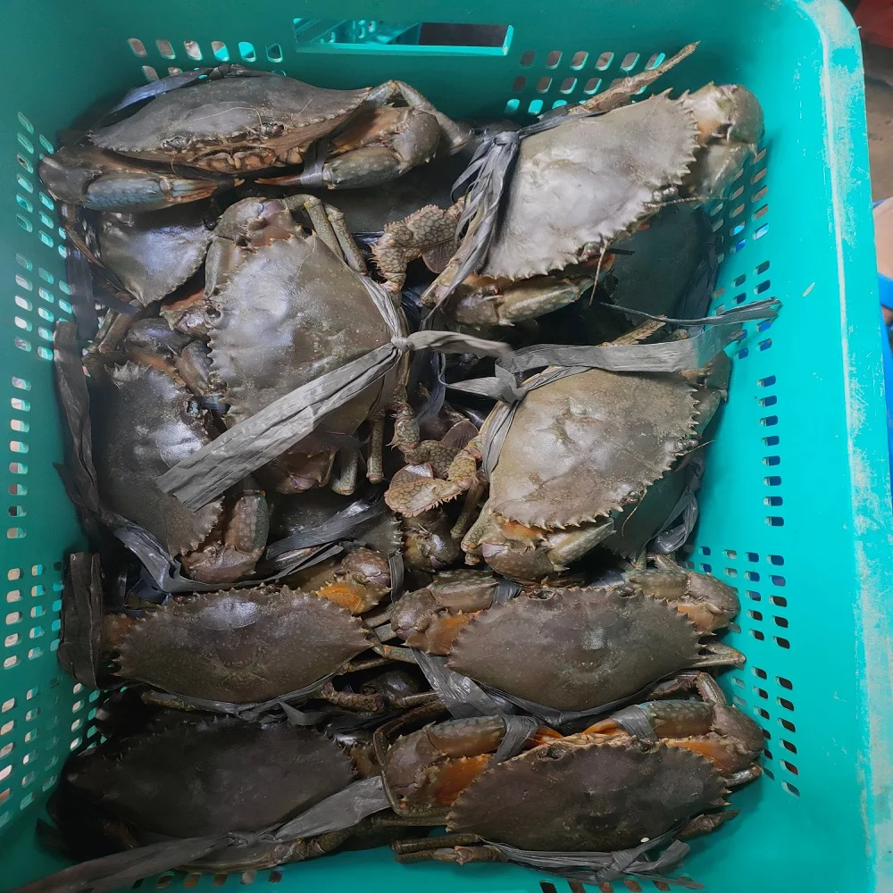 Мужской женский замороженный живой свежий грязевой краб