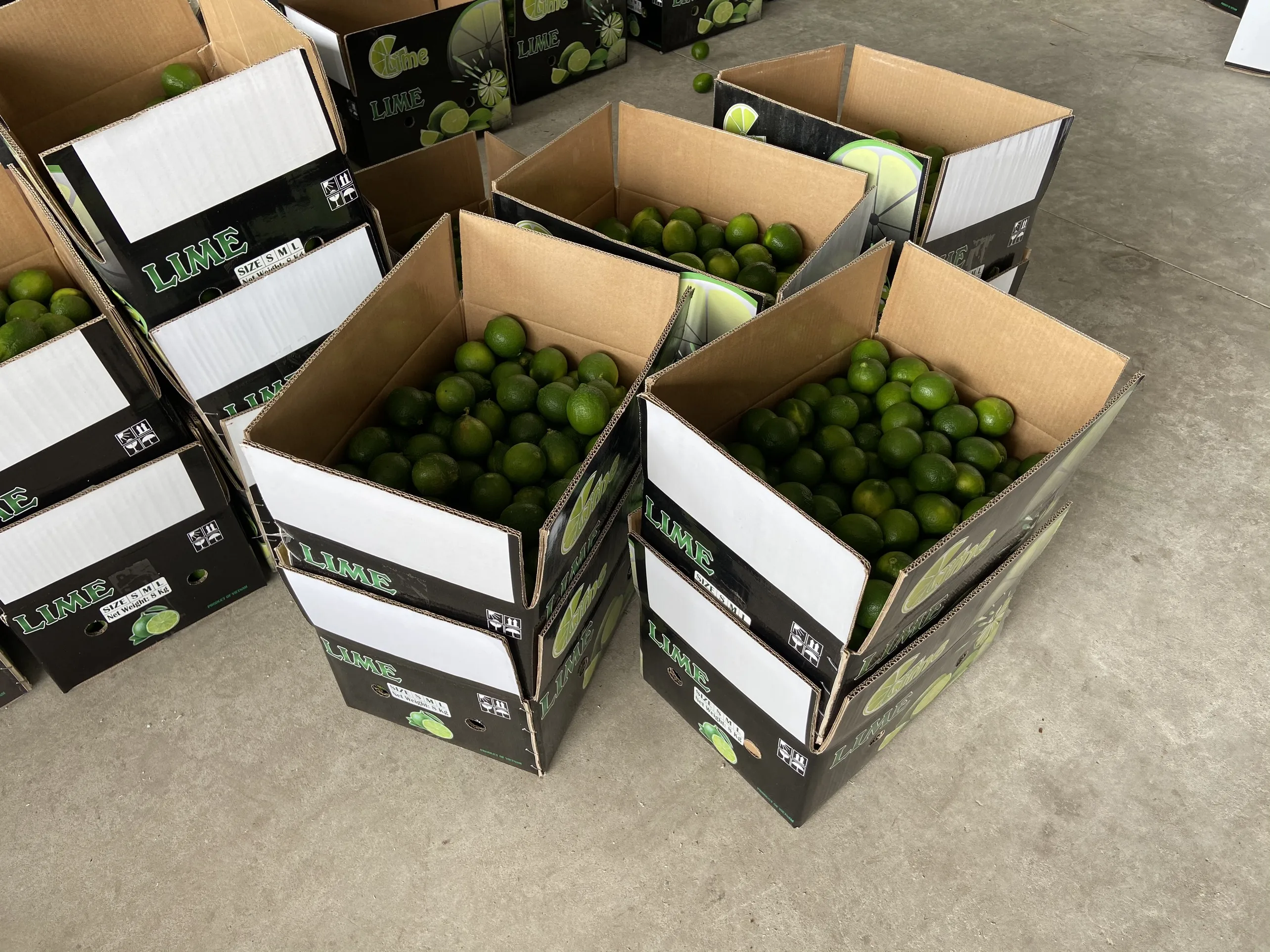 FRESH LEMON, FRESH LIME FROM VIETNAM BEST QUALITY FOR EXPORT whatsapp +84902948089