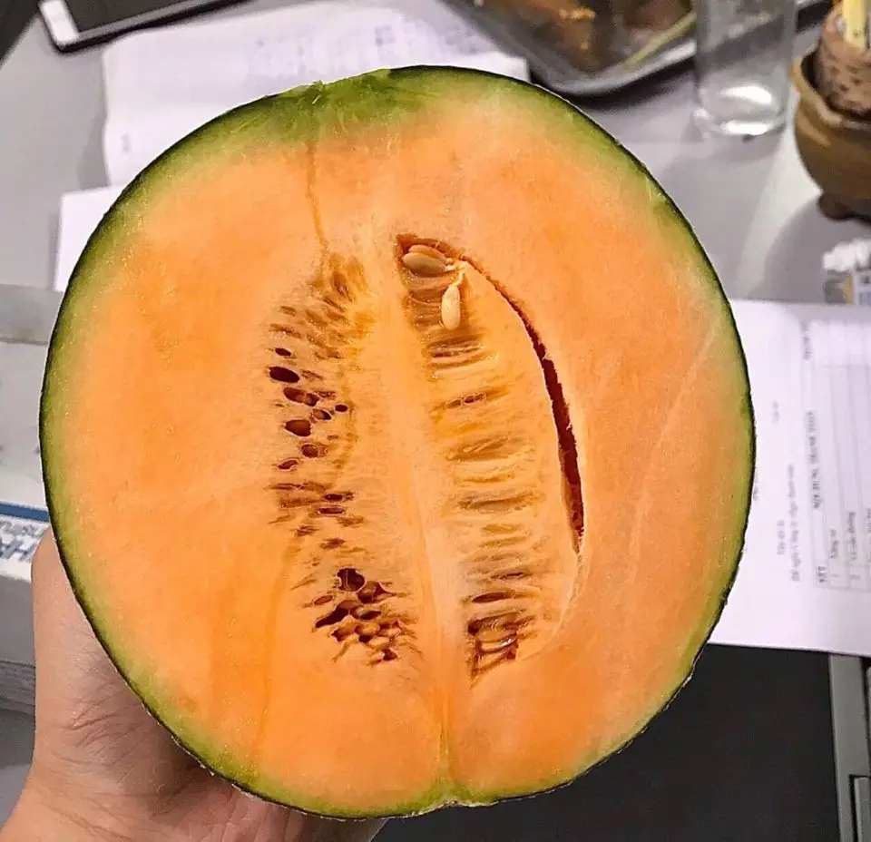 
Premium Cantaloupe King Melon Taken Care By Japanese Standard Procedure 