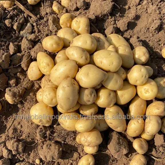 
FRESH POTATO EXPORTS TO SOMAILIA FROM INDIA 