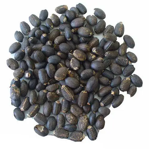 Top quality of Jatropha Seeds Available for