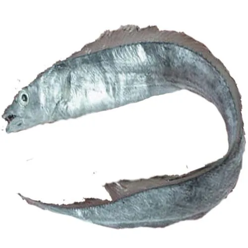 
Ribbon Fish frozen Seafood Exporter 