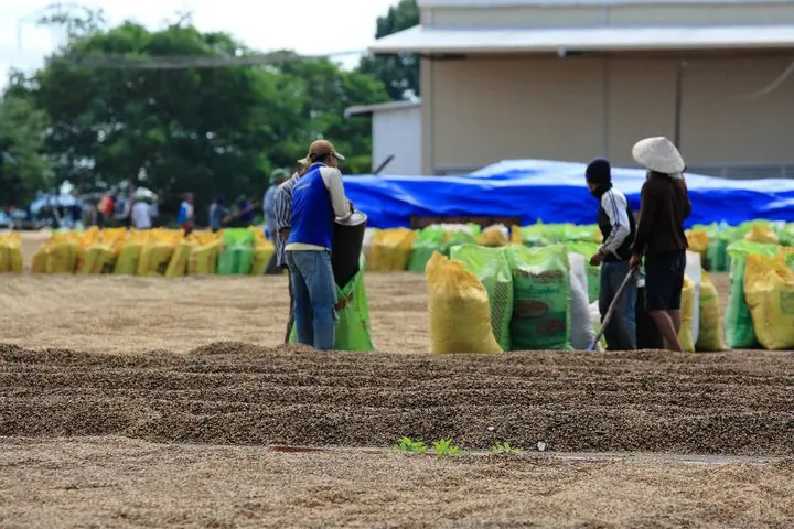 Green Arabica Coffee Bean