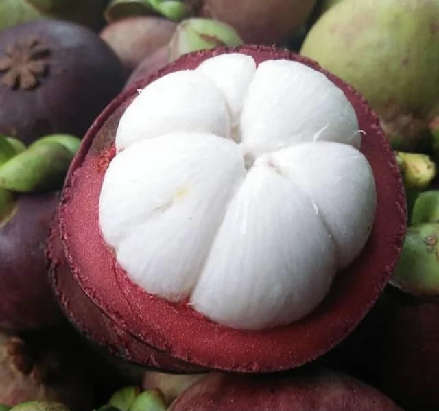 
EWC Brand Hot Selling Fruit Clean White Sweet Taste Fresh Mangosteen MST003 From Thailand 