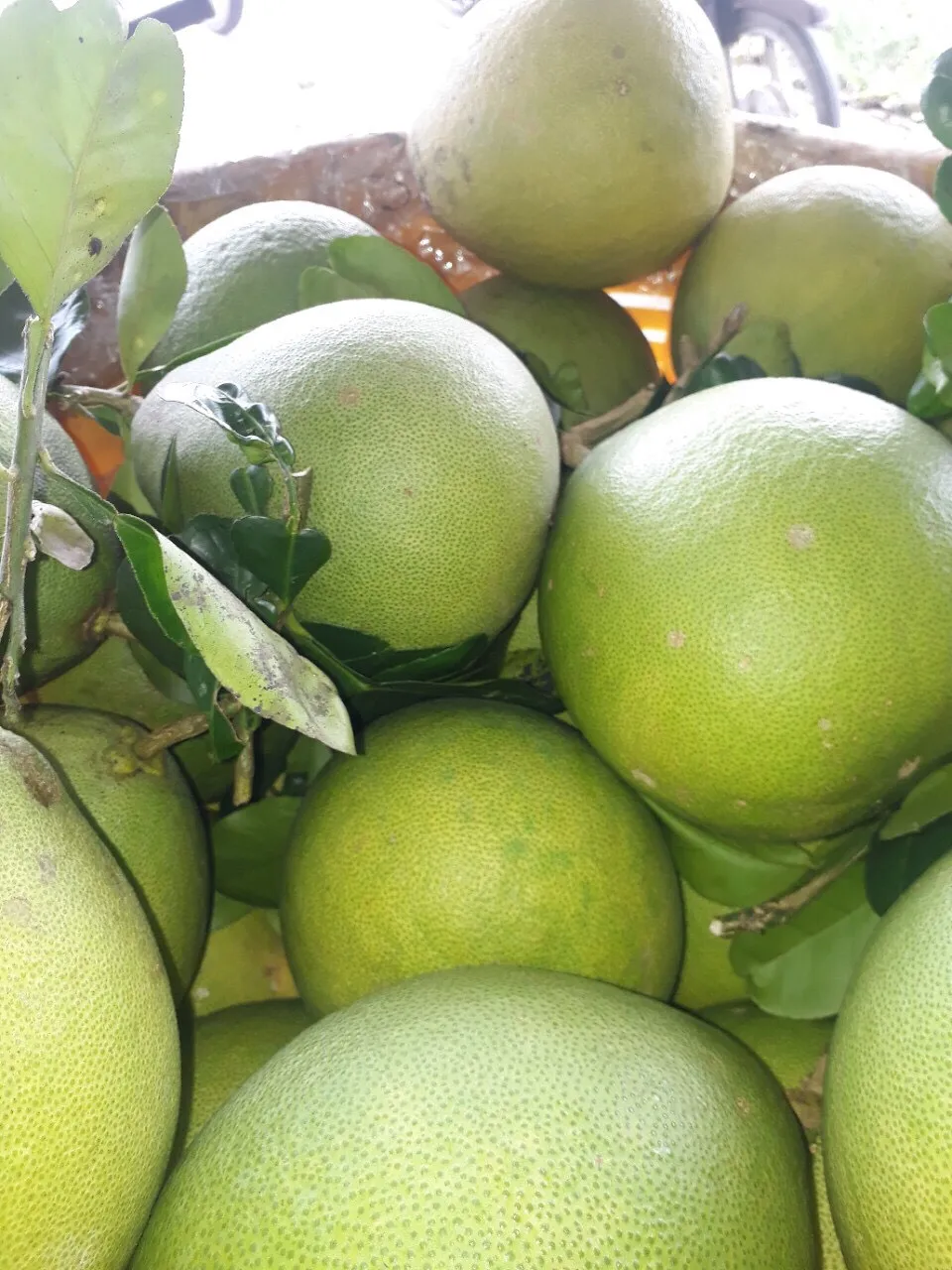 Pomelo Grapefruit Best Quality Fresh Fruit Pomelo Fresh Fruit Grapefruit Contact Vietnam Healthy Nutritious Fresh Sweet Seasonal