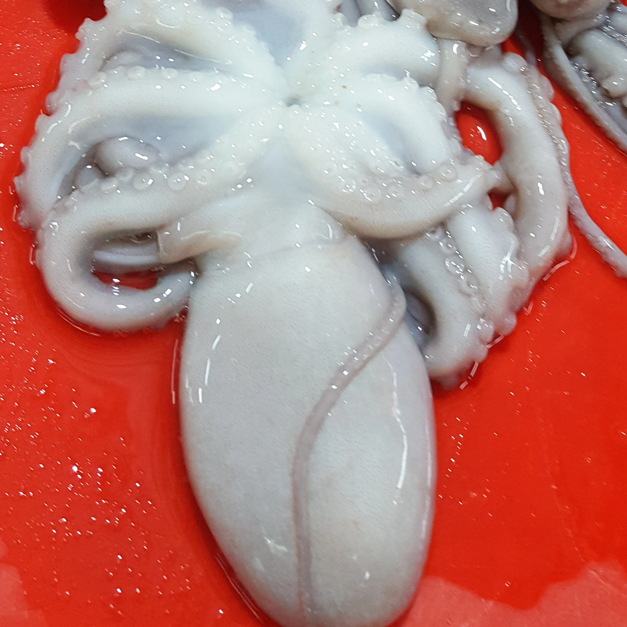 
FROZEN CUT POULP SQUID FOR SALE 