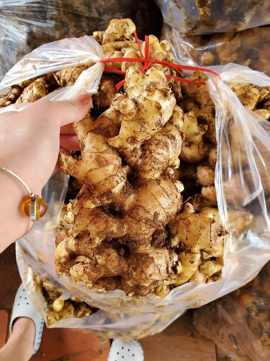 
Fresh Ginger for essential oil extract 
