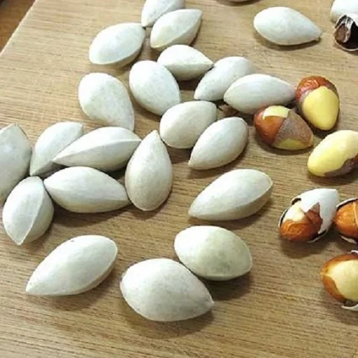 Premium Quality Ginkgo Nuts Ready For Export