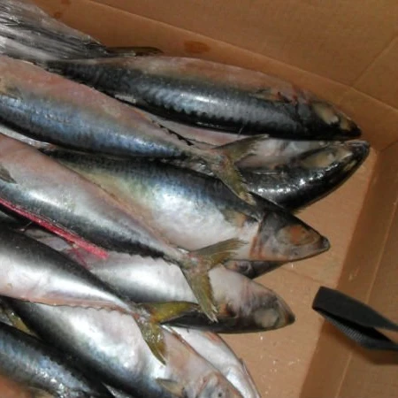 Top Grade  frozen mackerel fish