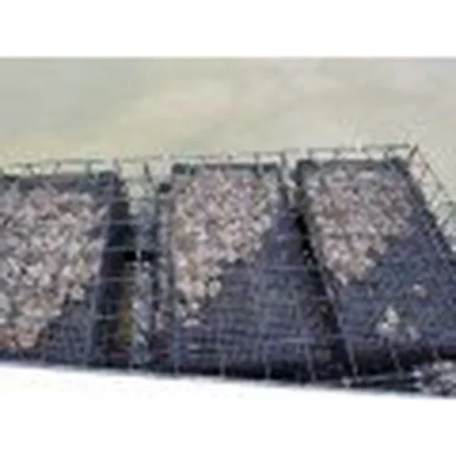 oyster farming Surface Grow-Out Cage shellfish Hoopers Island Oyster Co