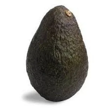 Fresh avocado Exported from South Africa