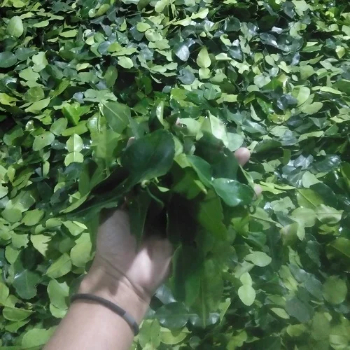 Kaffir Lime Leaf Dried wholesale Thailand