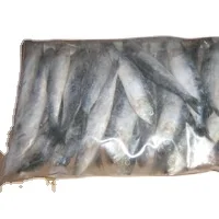 
frozen sardine 