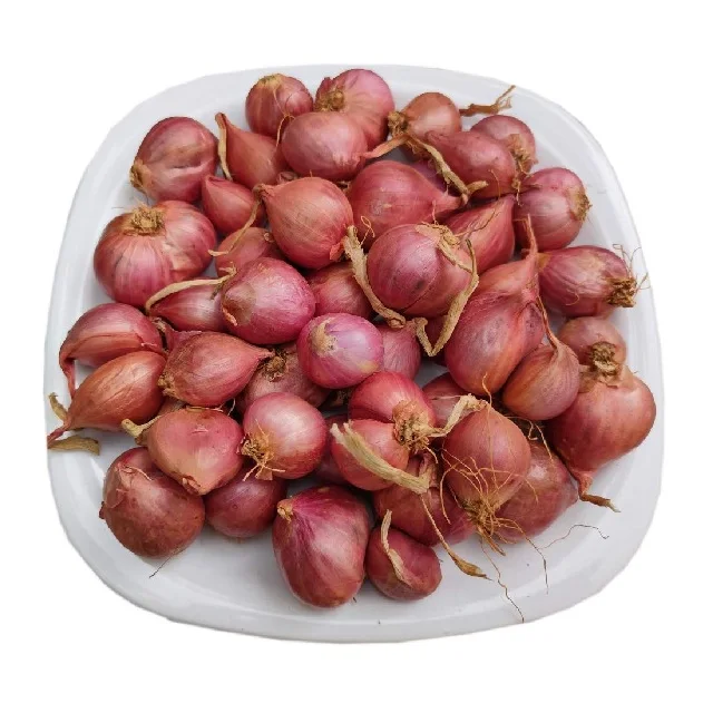 Vegetable SMALL ONION Organic Factory Supply Fresh Crops Fresh Green Vegetable for export for sale