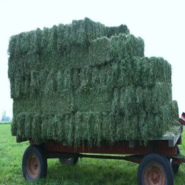 
High quality Alfalfa Pellets For Sale, Best Grades Alfalfa Pellets for Sale, Alfalfa Pellets 