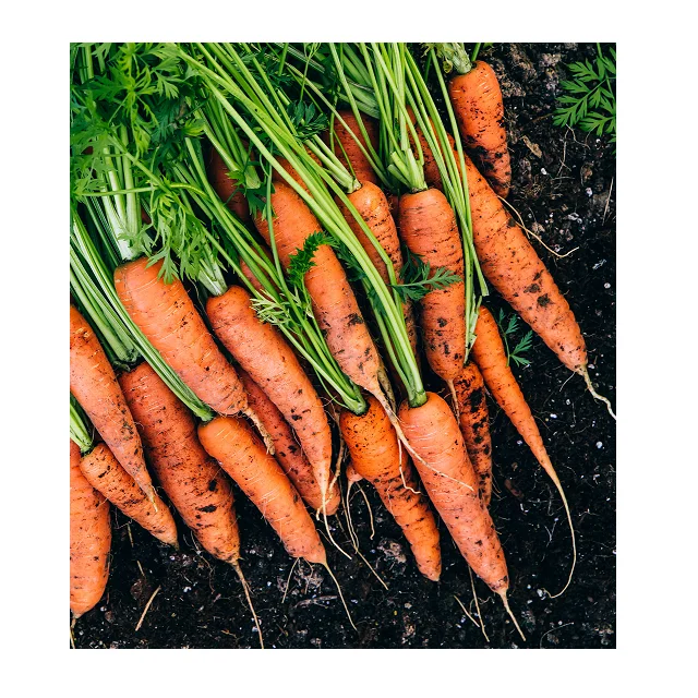 
Fresh Organic Best Quality Carrots In Wholesale Price 