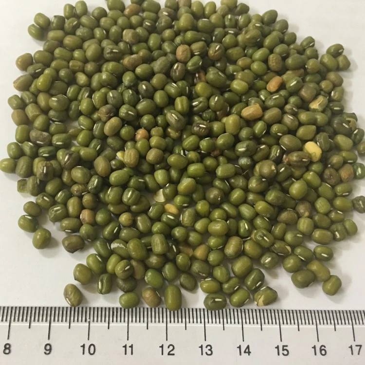 
NEW GREEN MUNG BEANS FROM VIETNAM 