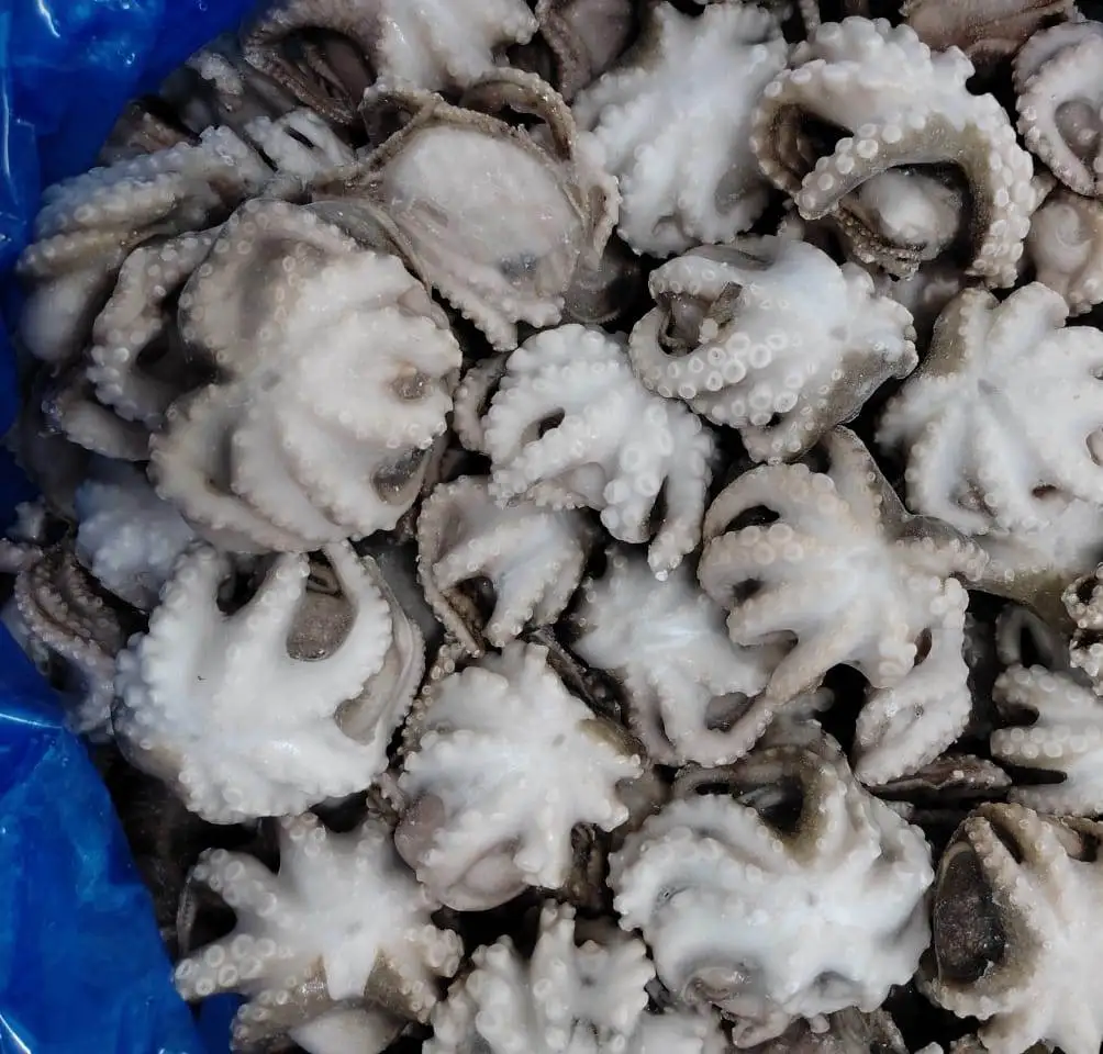 OCTOPUS WHOLE CLEANED
