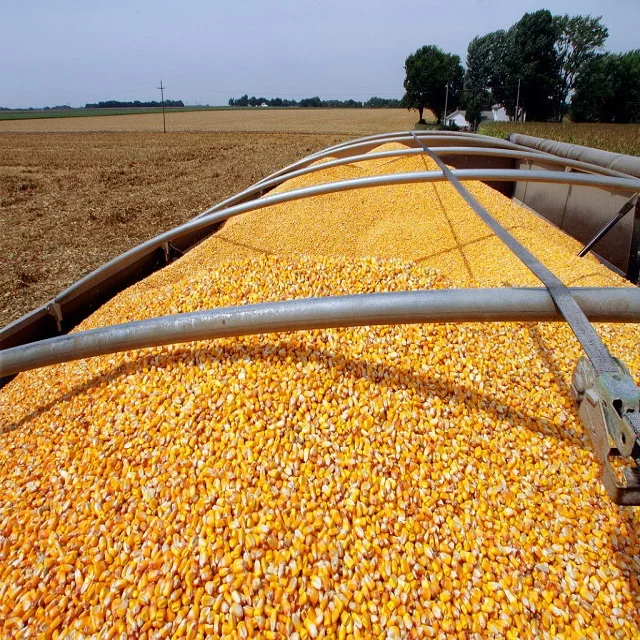 Yellow Corn Maize, Yellow Corn Maize Suppliers, Specifications.