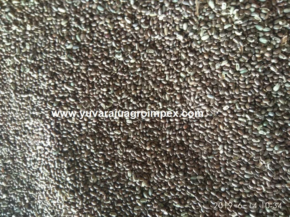 Семена касторов