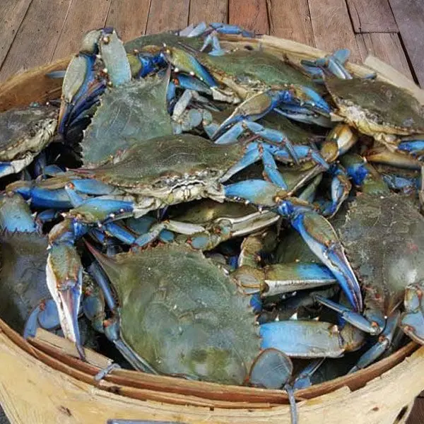 High Quality High Grade Live Whole Frozen Fresh Chilled Blue Swimming Crabs for Sale in Bulk/Retail