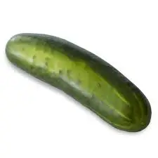 Wholesale moroccan farms fresh vegetables healthy fruity tasty cucumbers