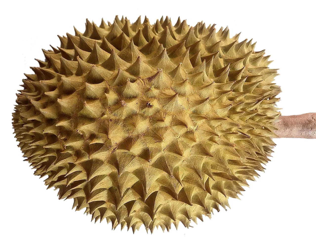 
fresh durians 