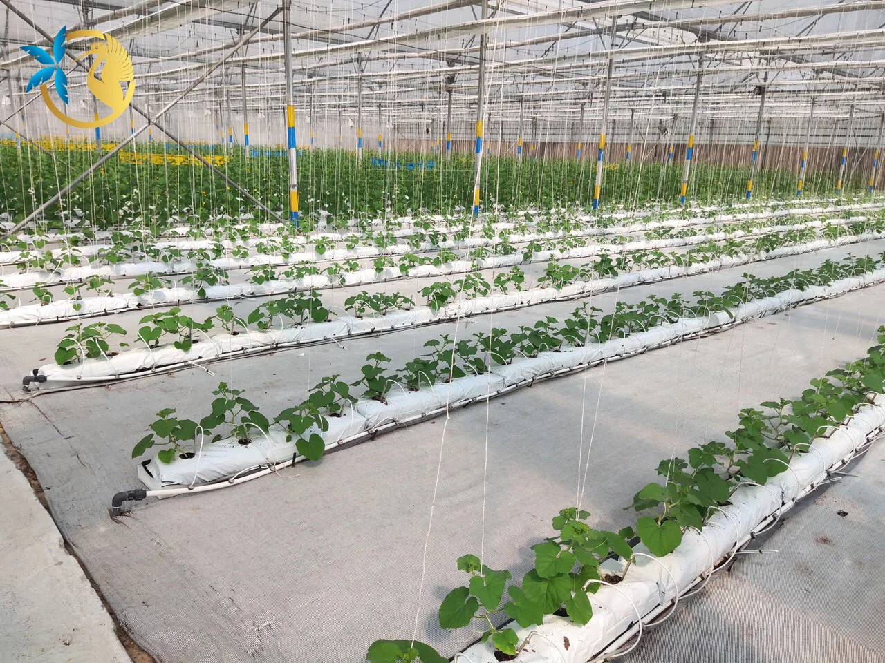 Premium Quality Customized Coco Coir Grow Bag for incubating and planting Wholesales Coco Peat from Vietnam for Greenhouses