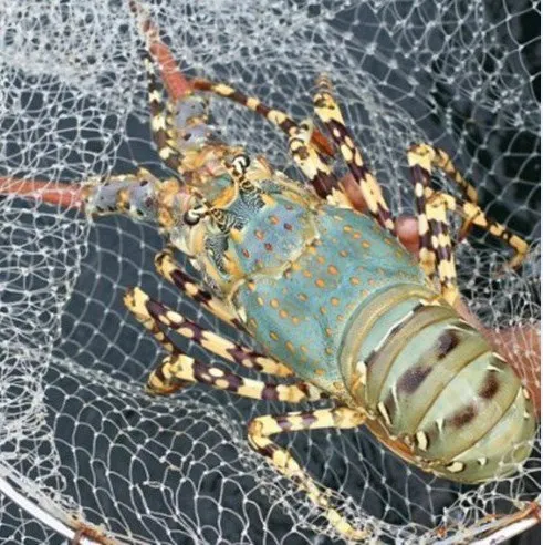 Vietnam Lobster Frozen High Quality/ Holiday 84 845 639 639