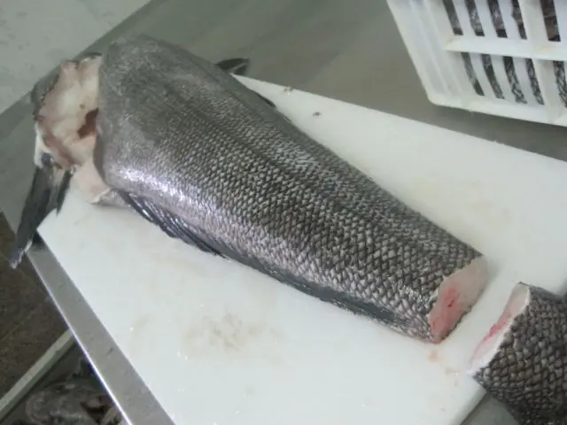  Свежий морской окунь Замороженный